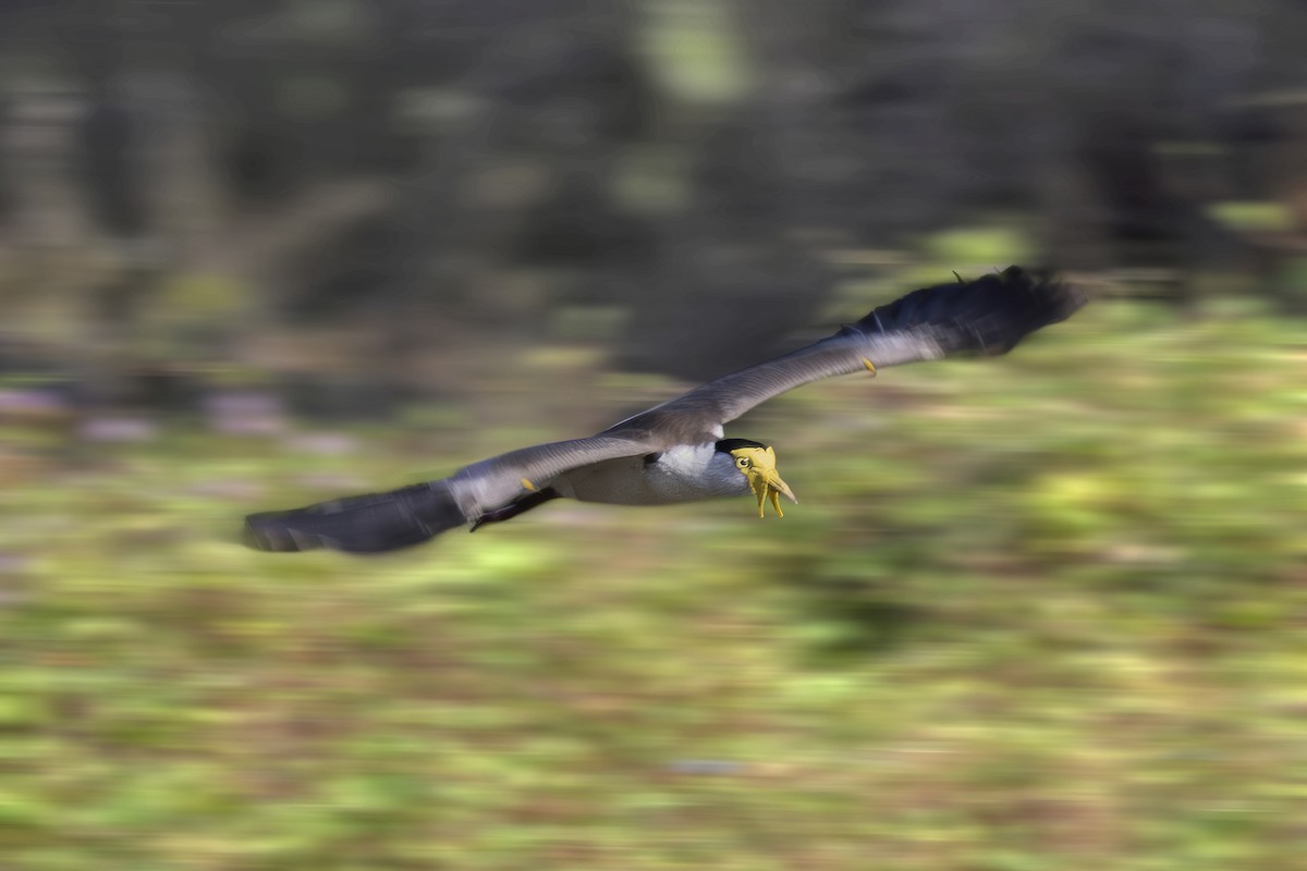 Masked Lapwing - ML645634837