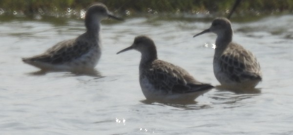 流蘇鷸 - ML645634838