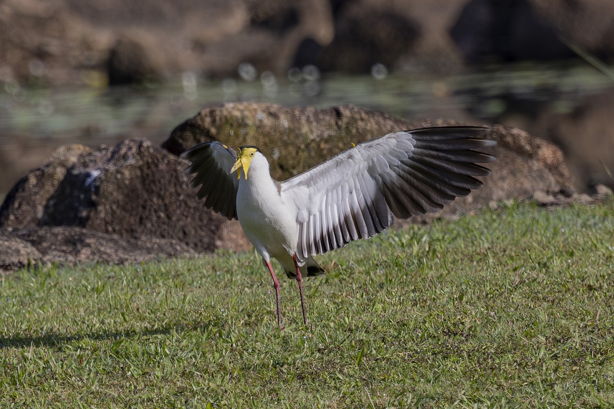 Masked Lapwing - ML645634839