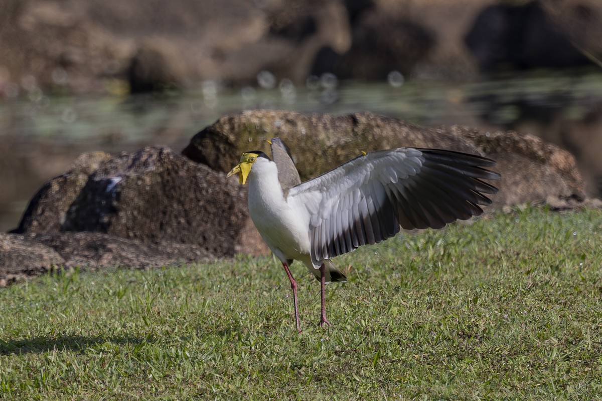 Masked Lapwing - ML645634840