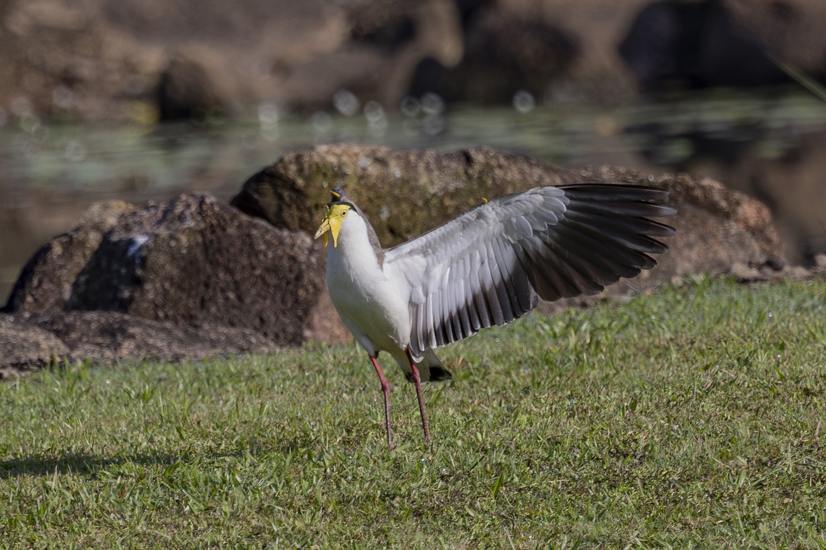 Masked Lapwing - ML645634841