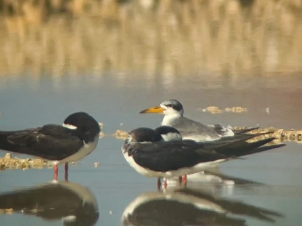 Large-billed Tern - ML645634842