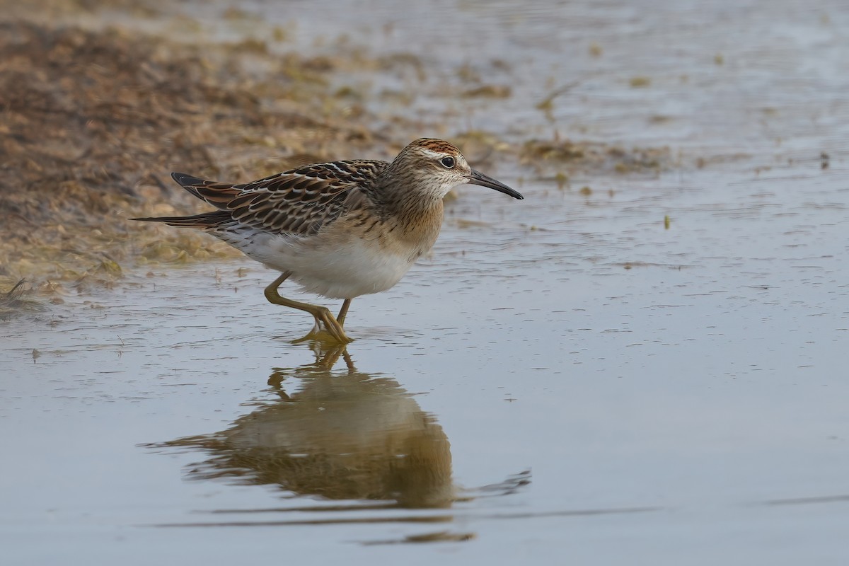 尖尾濱鷸 - ML645634844