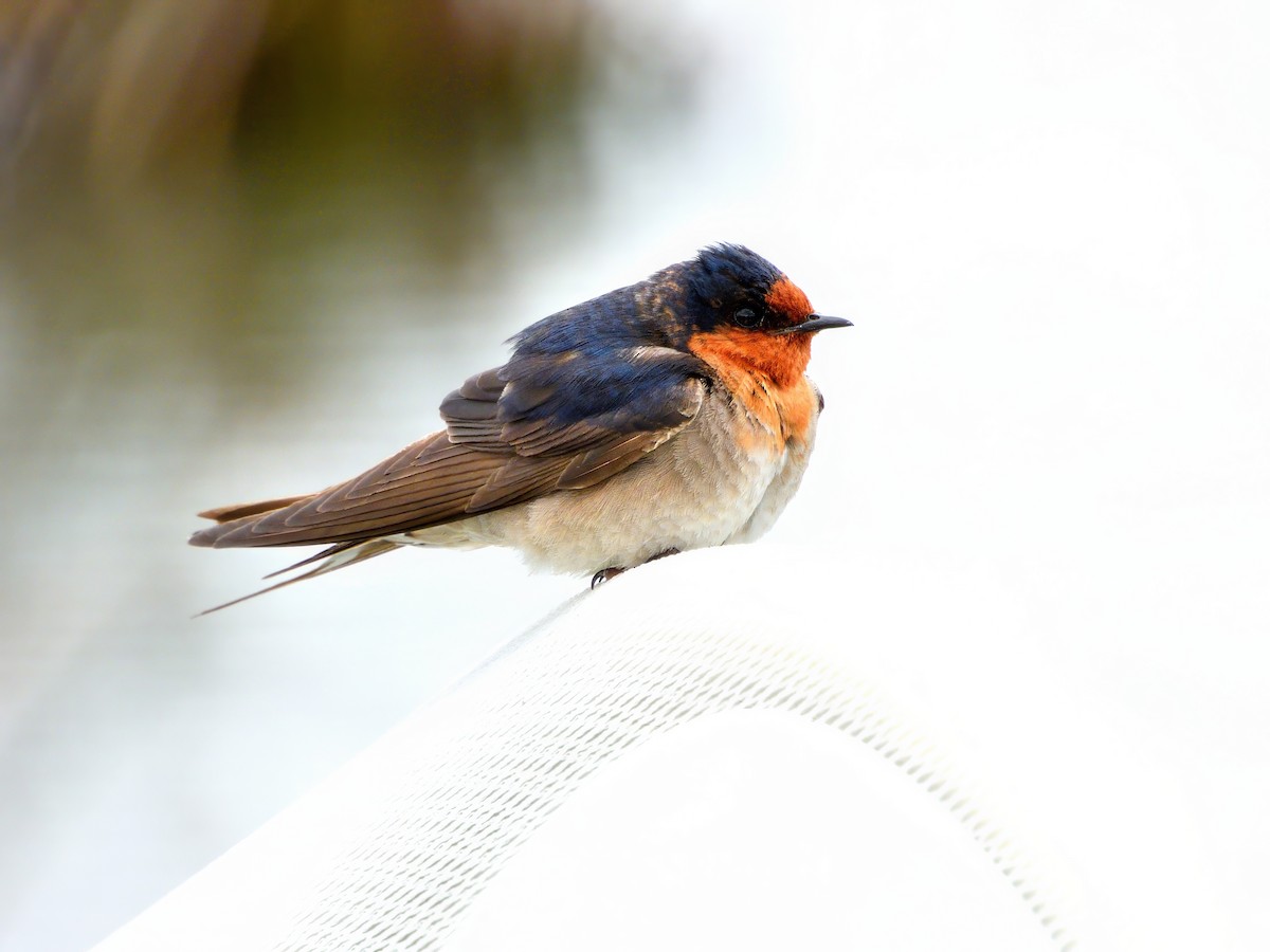 Welcome Swallow - ML645634847