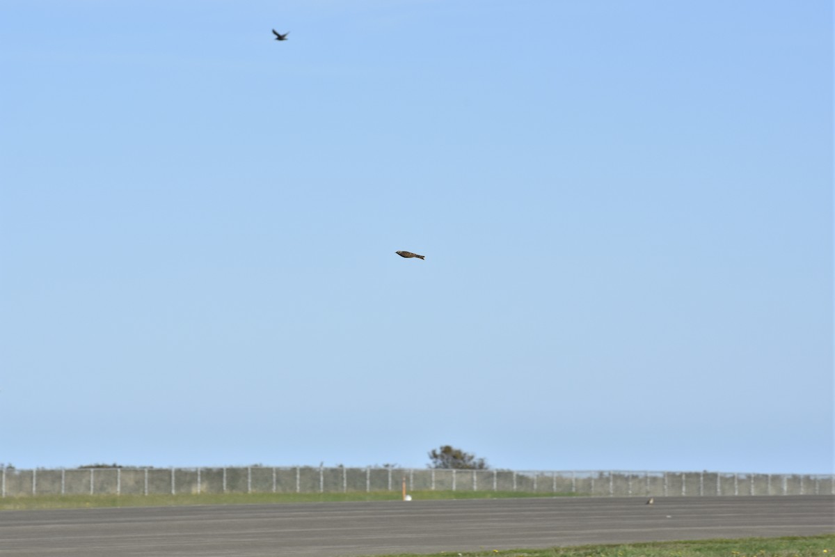 歐亞雲雀 - ML645634851