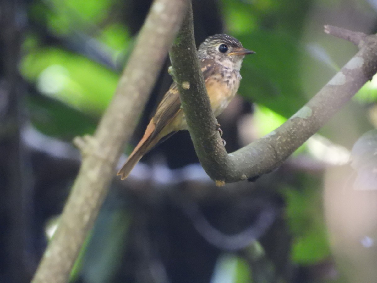 Ferruginous Flycatcher - ML645634857