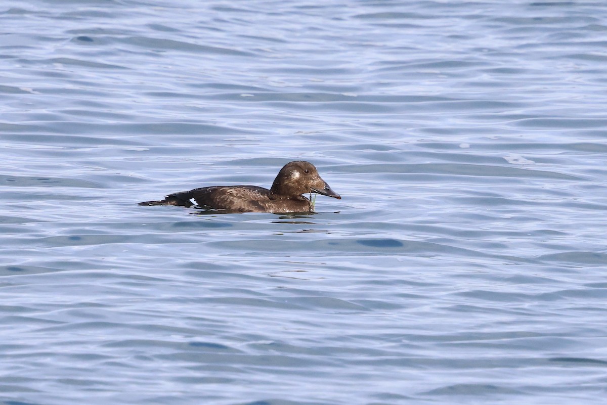 Ahatebeltz hegalzuri amerikarra - ML645634863