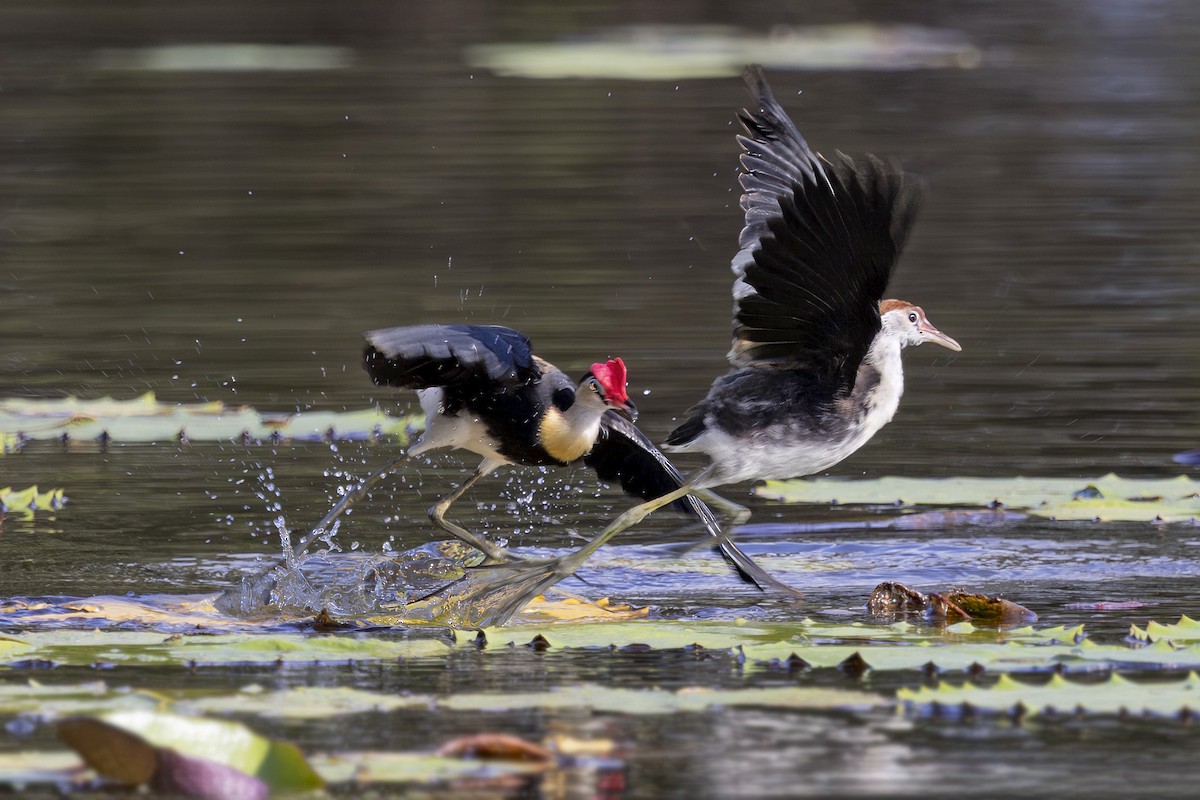 Jacana Crestada - ML645634865