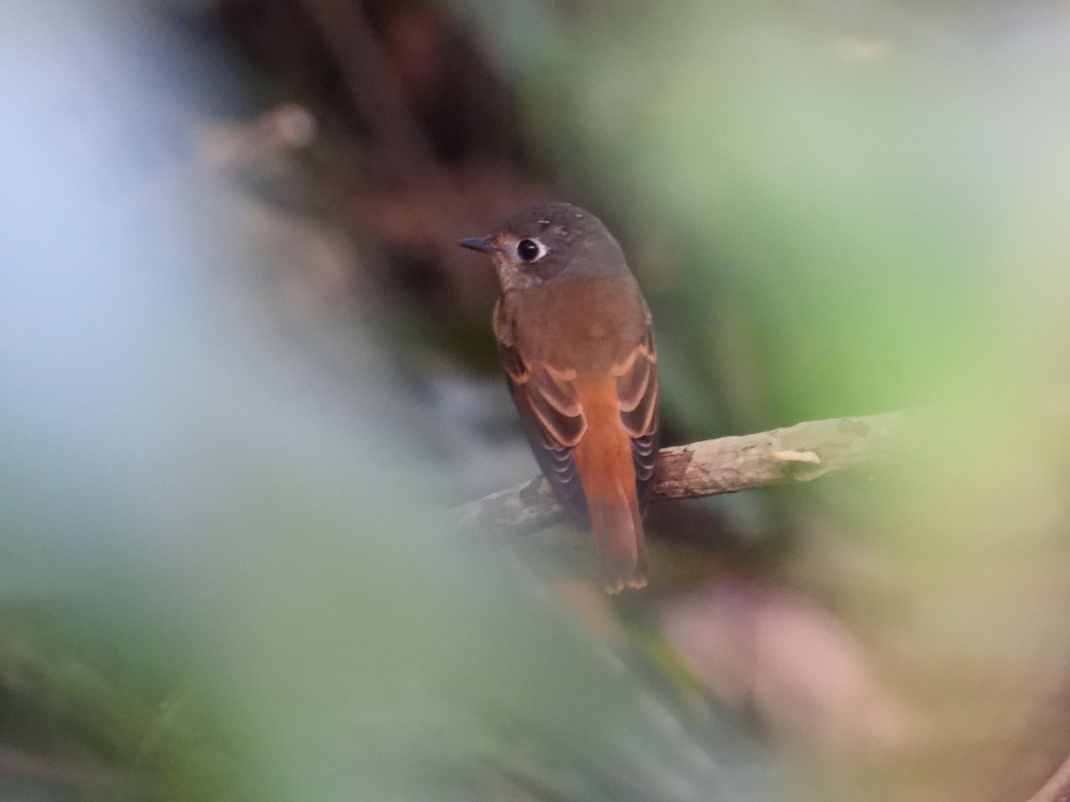 Ferruginous Flycatcher - ML645634866