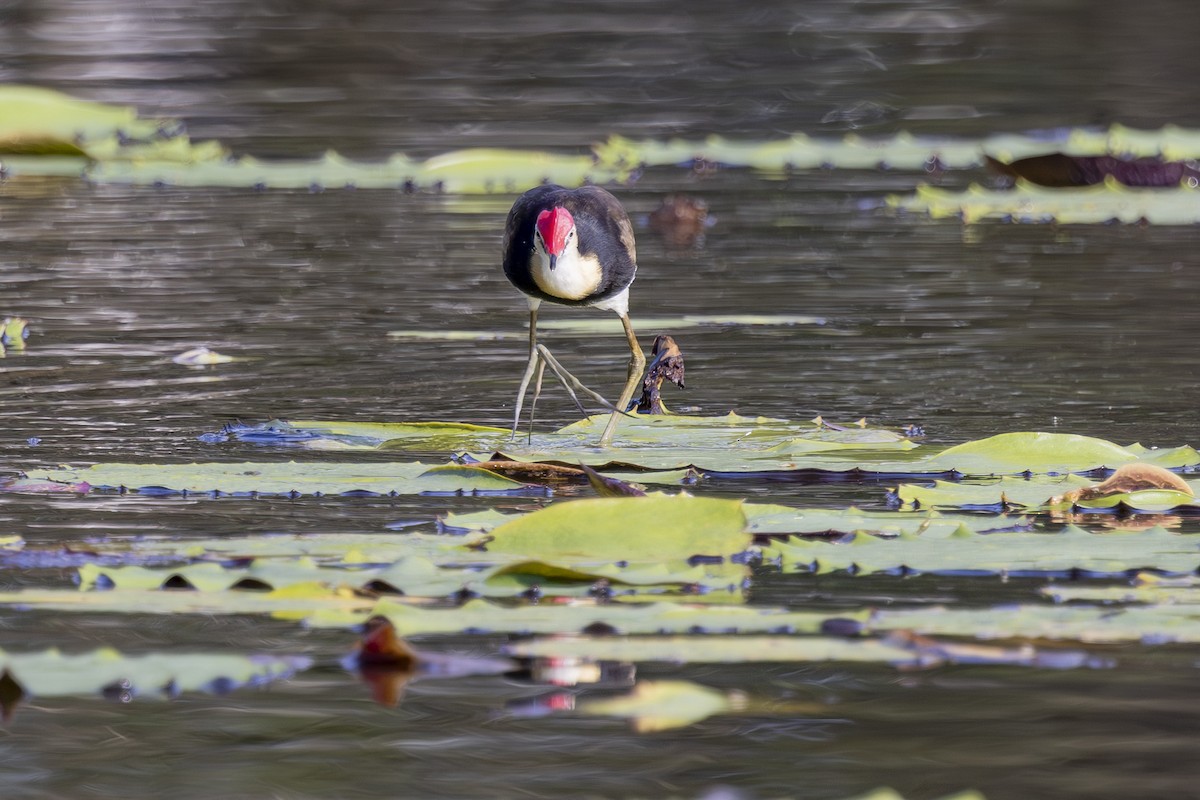 Jacana Crestada - ML645634868