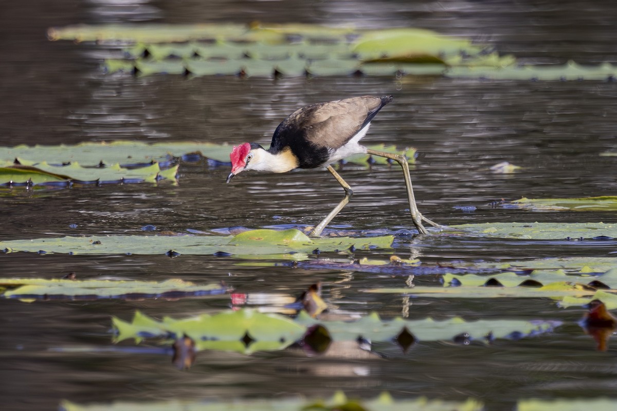 Jacana Crestada - ML645634871