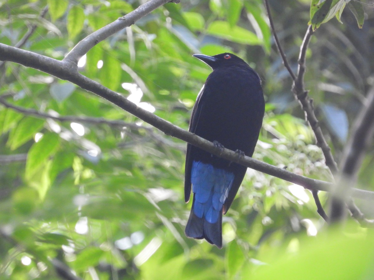 Irena Común - ML645634872