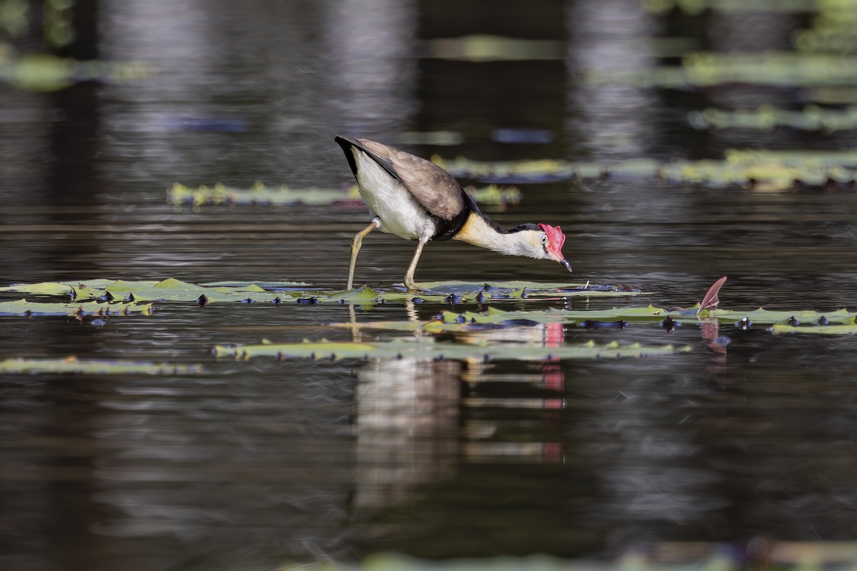 Jacana Crestada - ML645634873