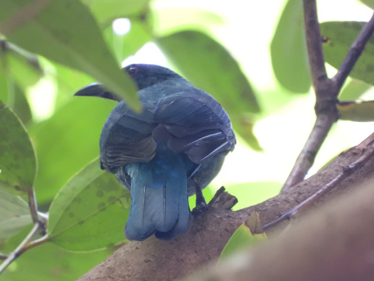 Irena Común - ML645634874