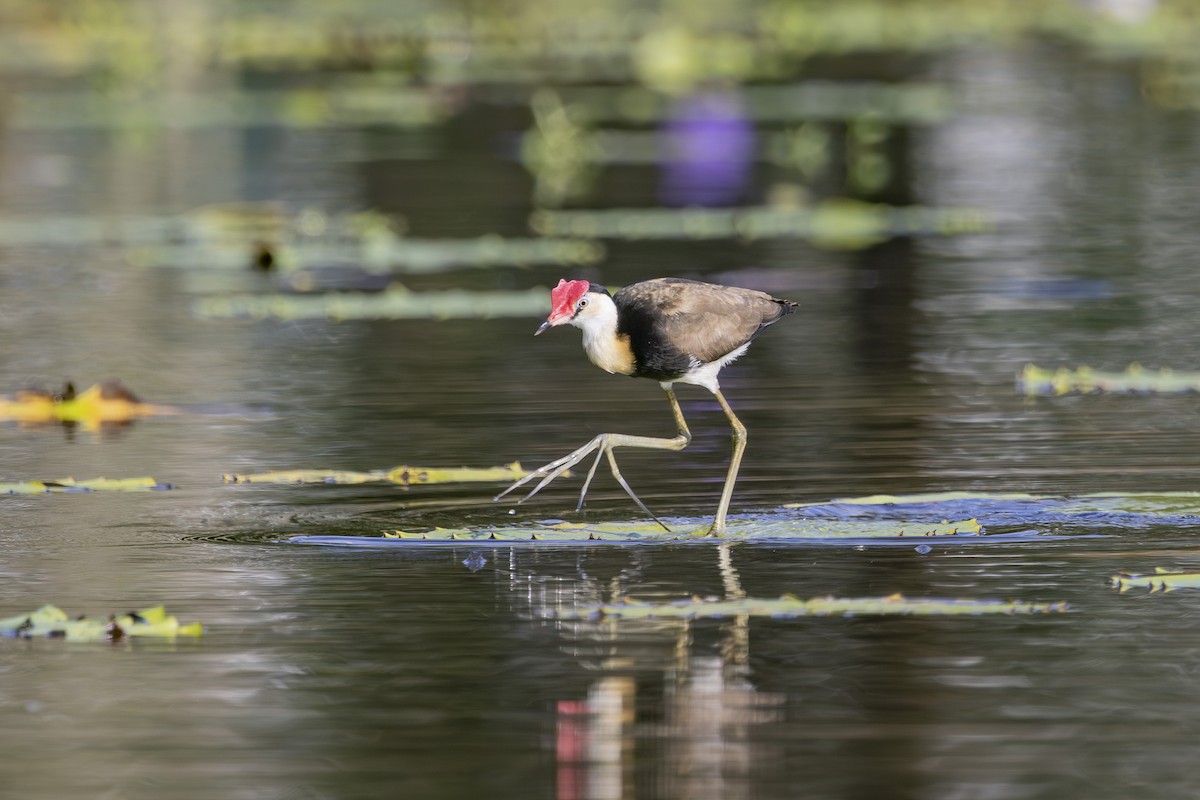 Jacana Crestada - ML645634875