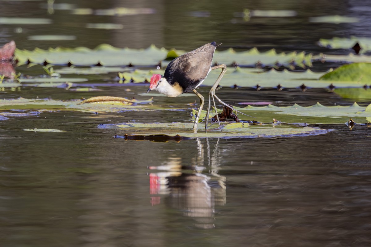 Jacana Crestada - ML645634877