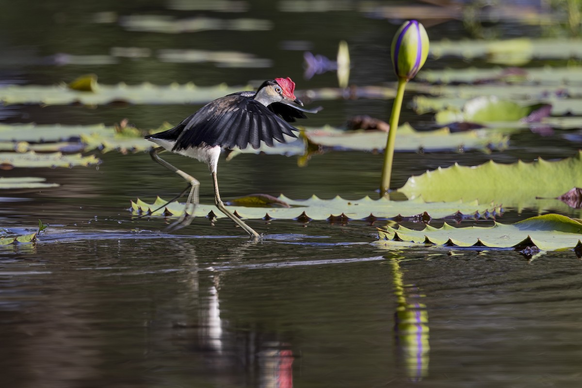 Jacana Crestada - ML645634879