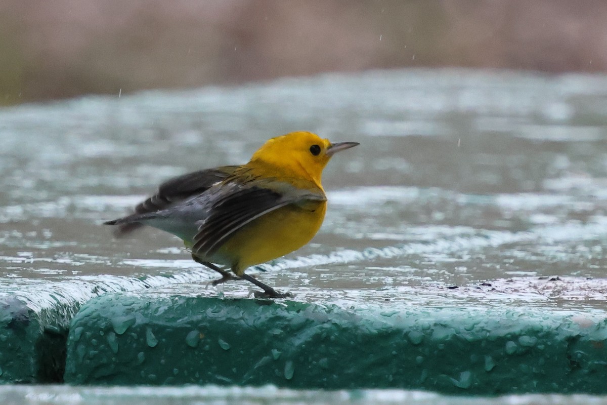 Prothonotary Warbler - ML645634880