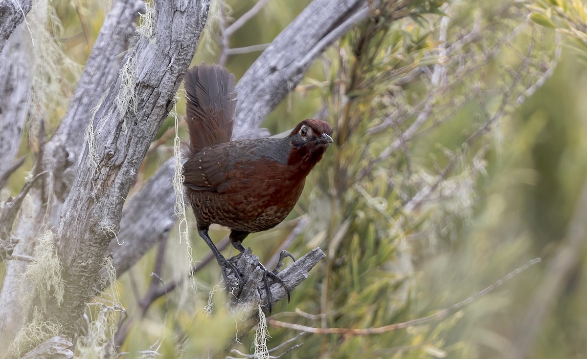 Huet-Huet Gorjicastaño - ML645634881