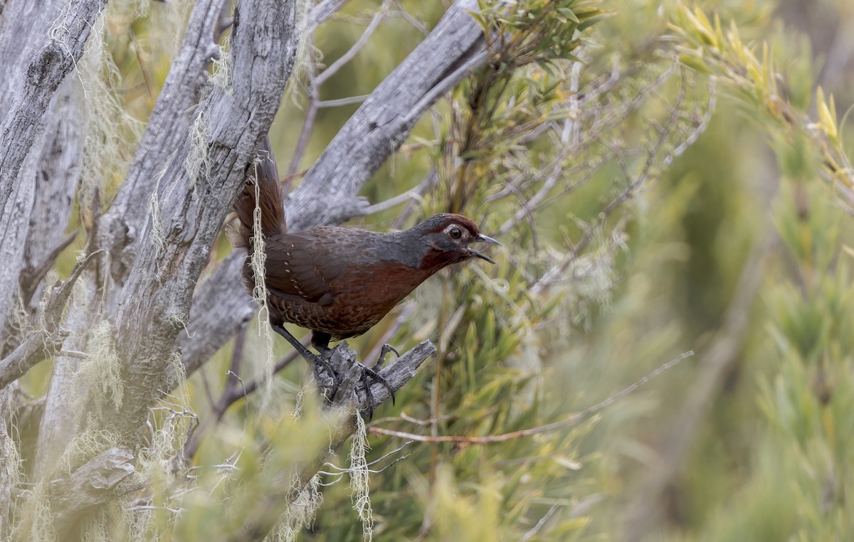 Huet-Huet Gorjicastaño - ML645634882