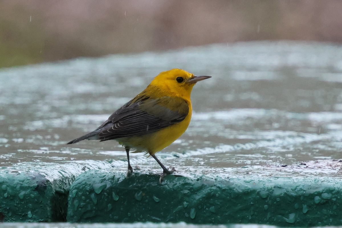 Prothonotary Warbler - ML645634883