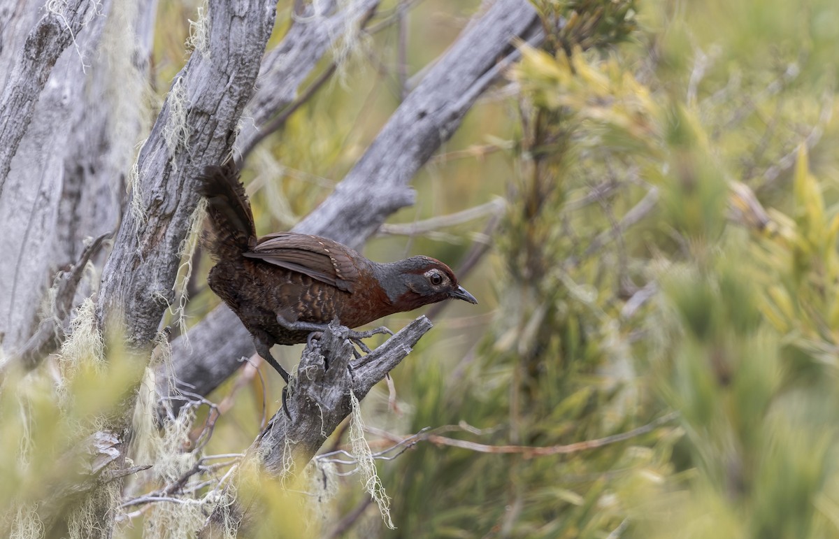 Huet-Huet Gorjicastaño - ML645634884