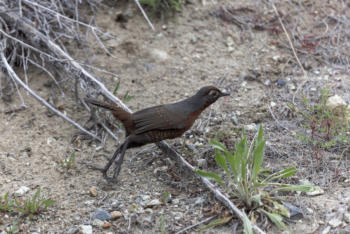 Huet-Huet Gorjicastaño - ML645634885