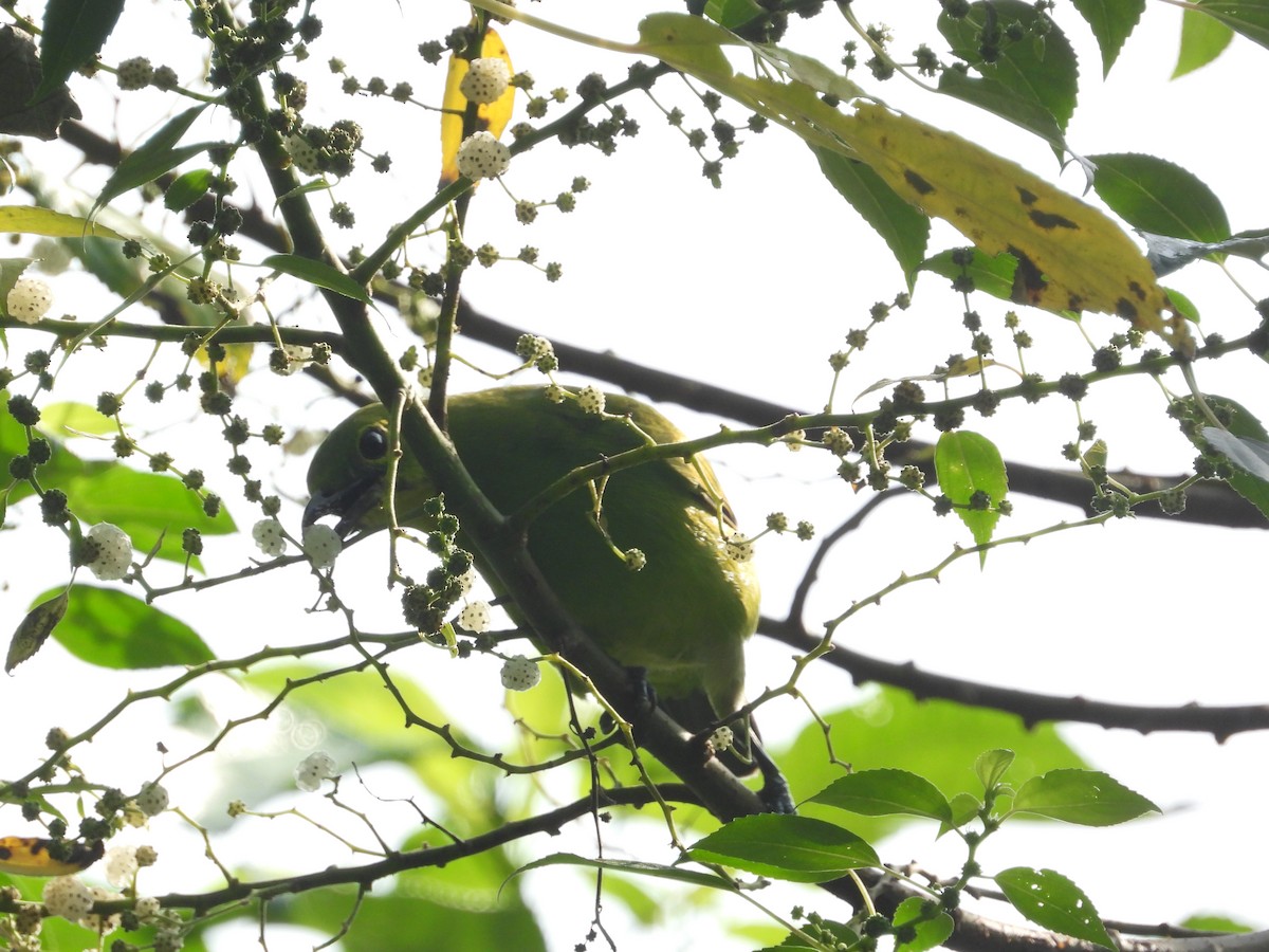 Verdín de Sonnerat - ML645634887