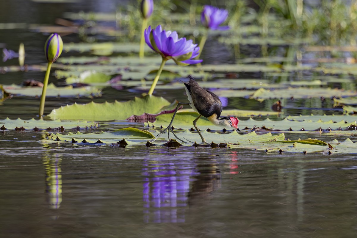 Jacana Crestada - ML645634888