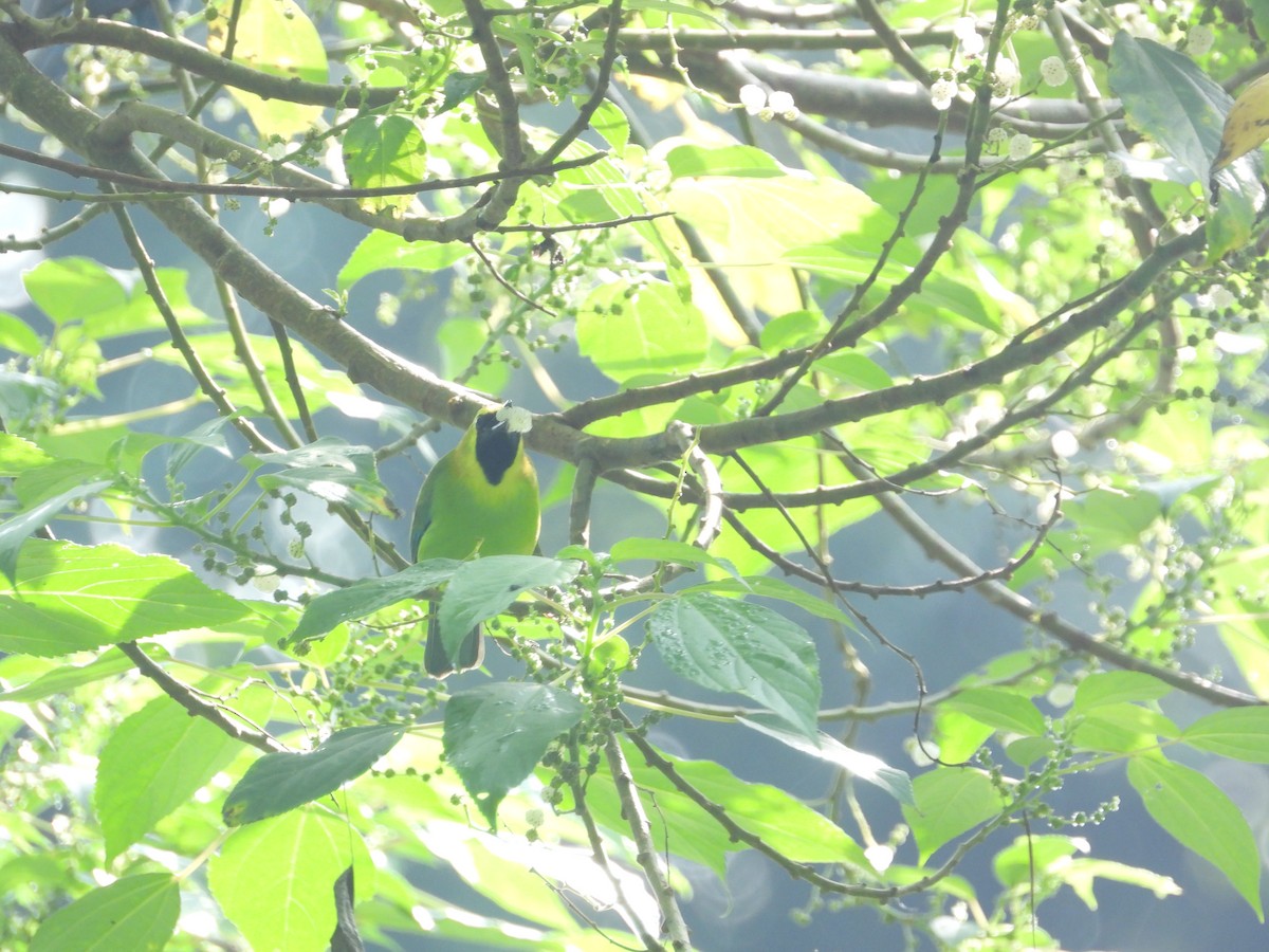 Verdín Aliazul - ML645634889