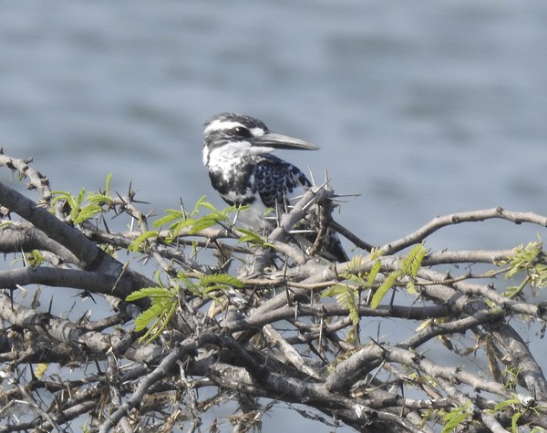 Martín Pescador Pío - ML645634893