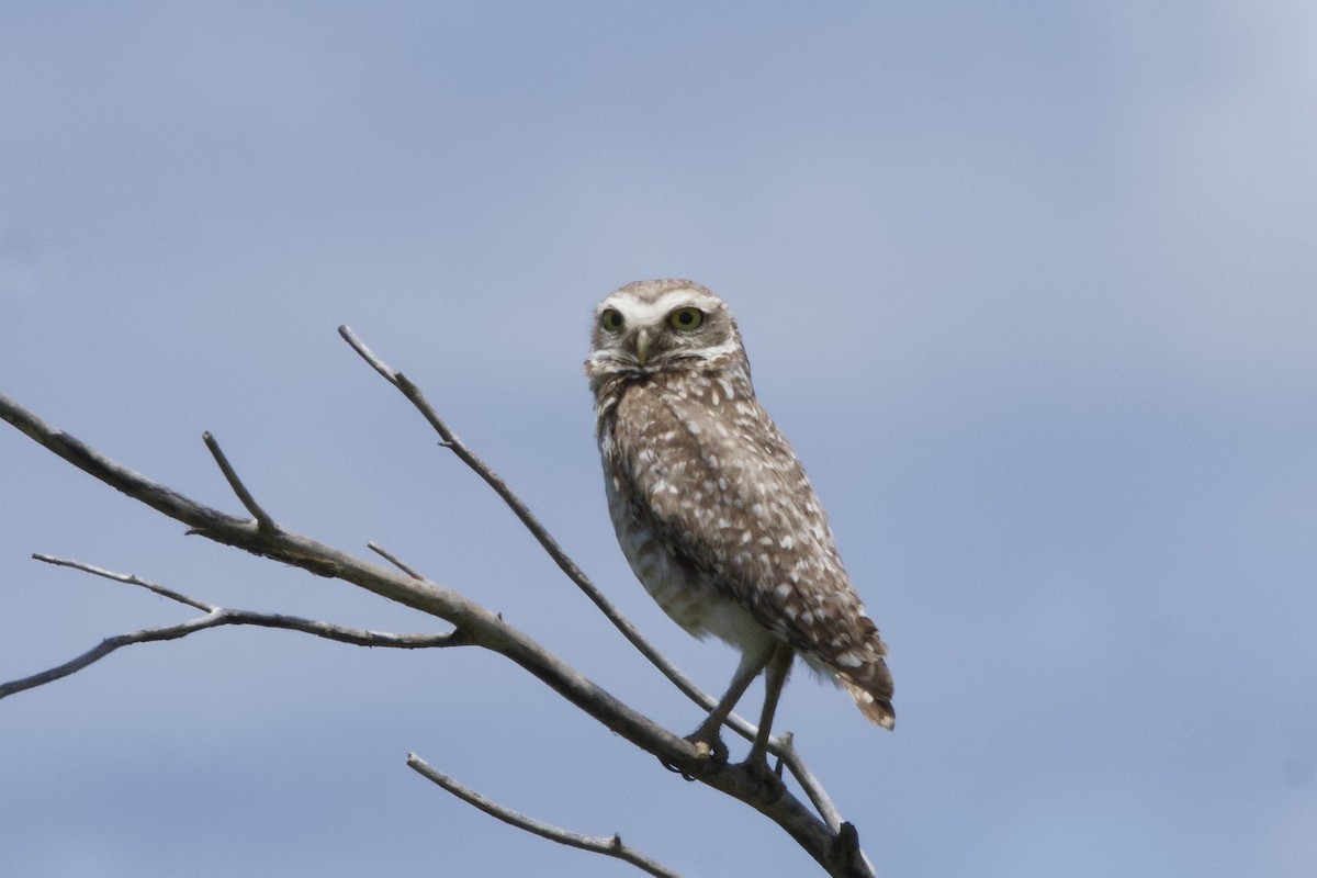 Mochuelo de Madriguera - ML645634894