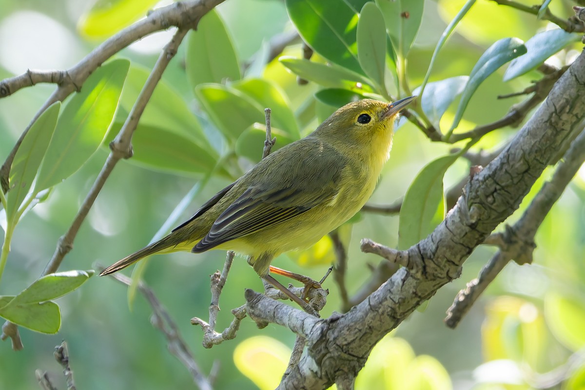 Reinita de Manglar (Mexicana) - ML645634895