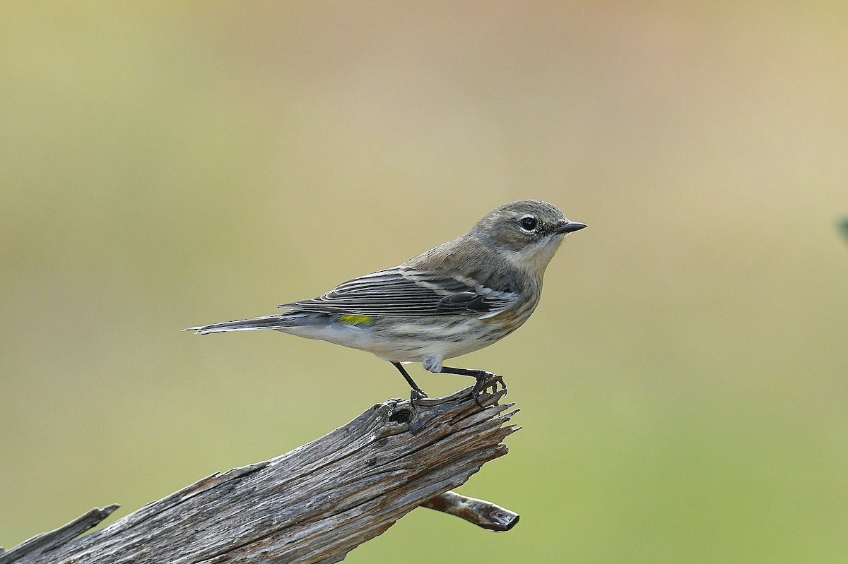Yellow-rumped Warbler (Myrtle) - ML645634898