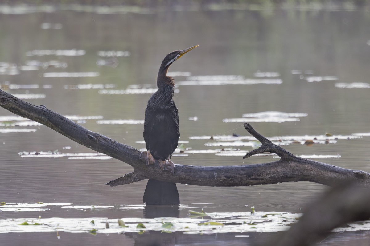 Anhinga Australiana - ML645634899