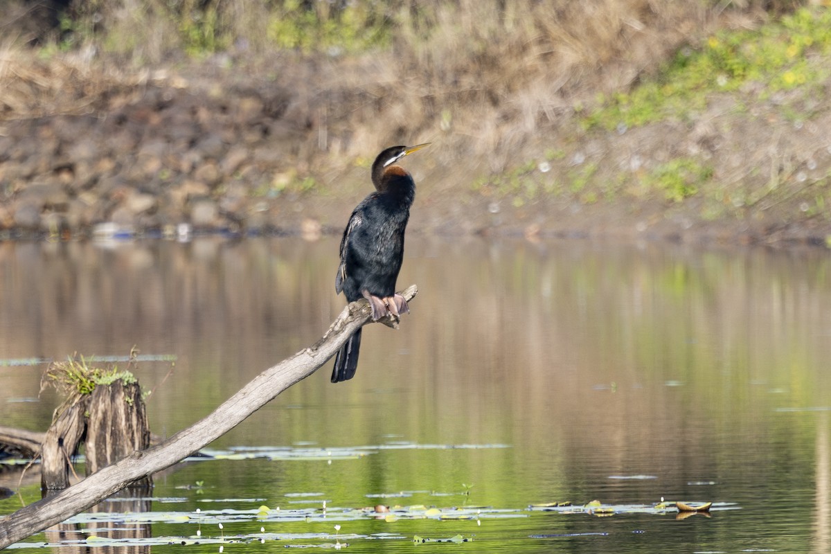 Anhinga Australiana - ML645634900