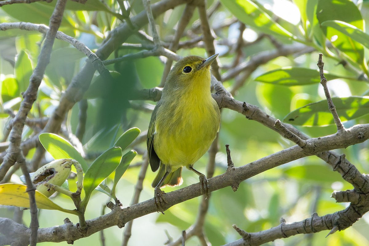 Mangrove Yellow Warbler (Mexican) - ML645634903