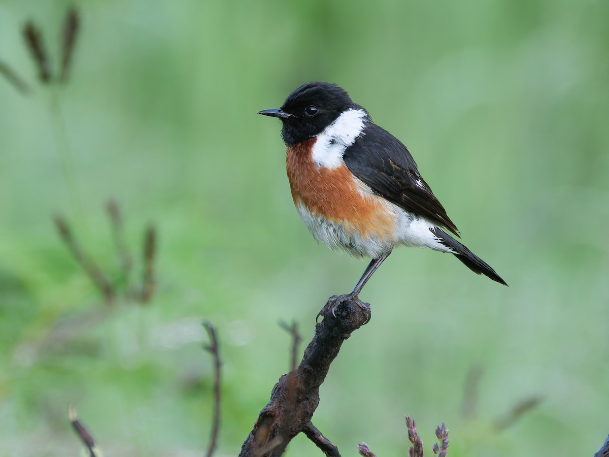African Stonechat - ML645634908