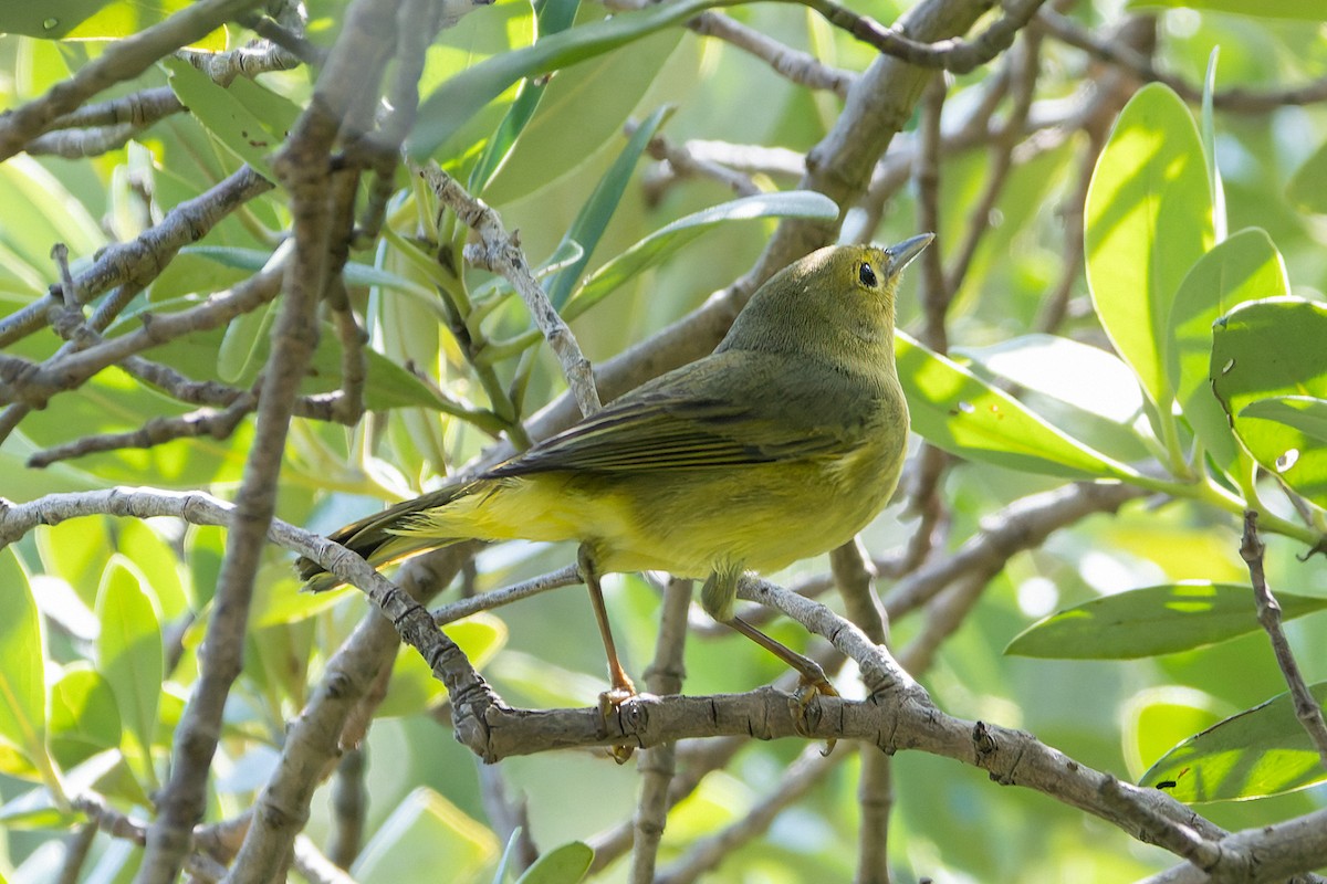 Mangrove Yellow Warbler (Mexican) - ML645634914