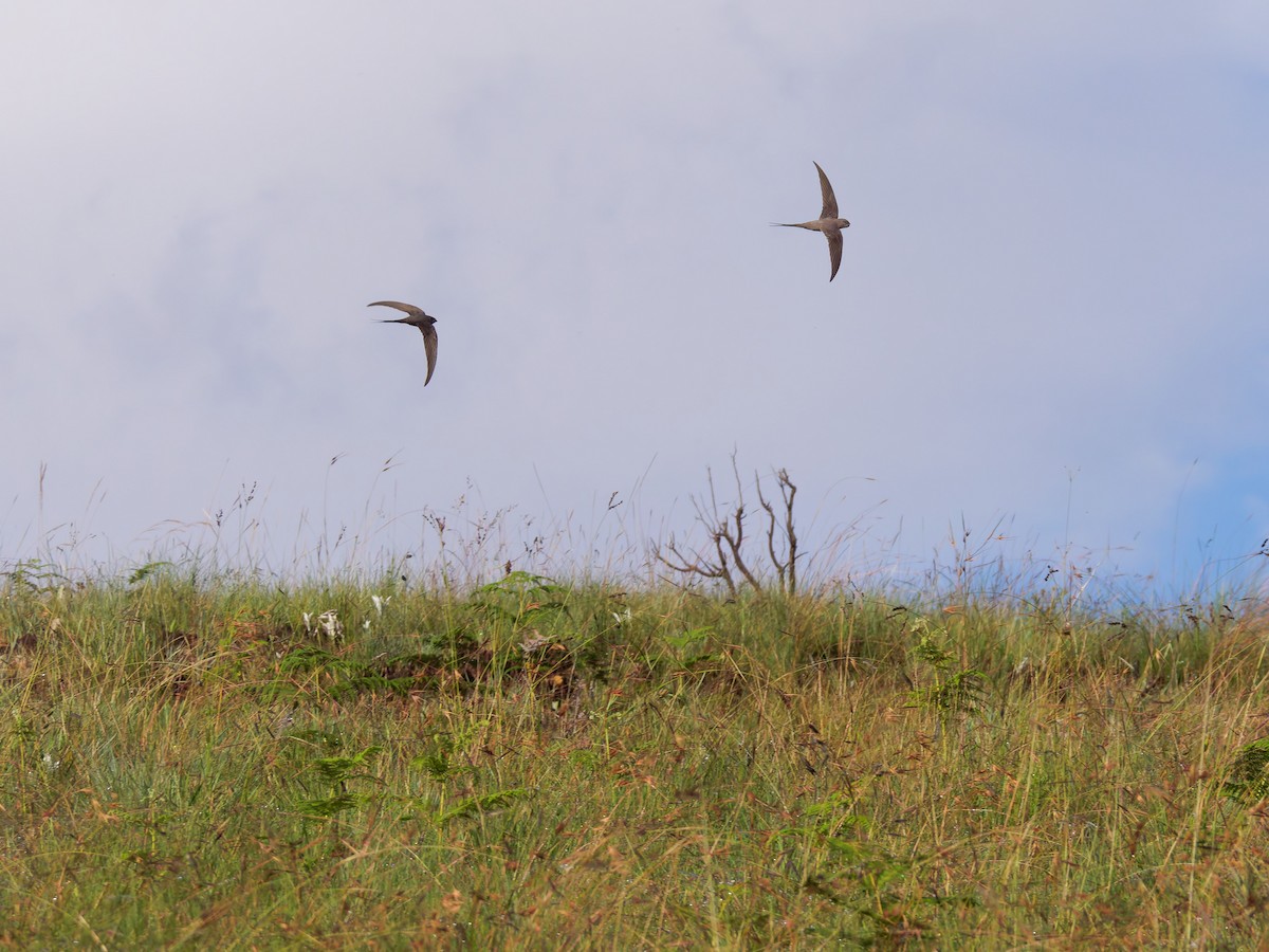 African Palm Swift - ML645634915