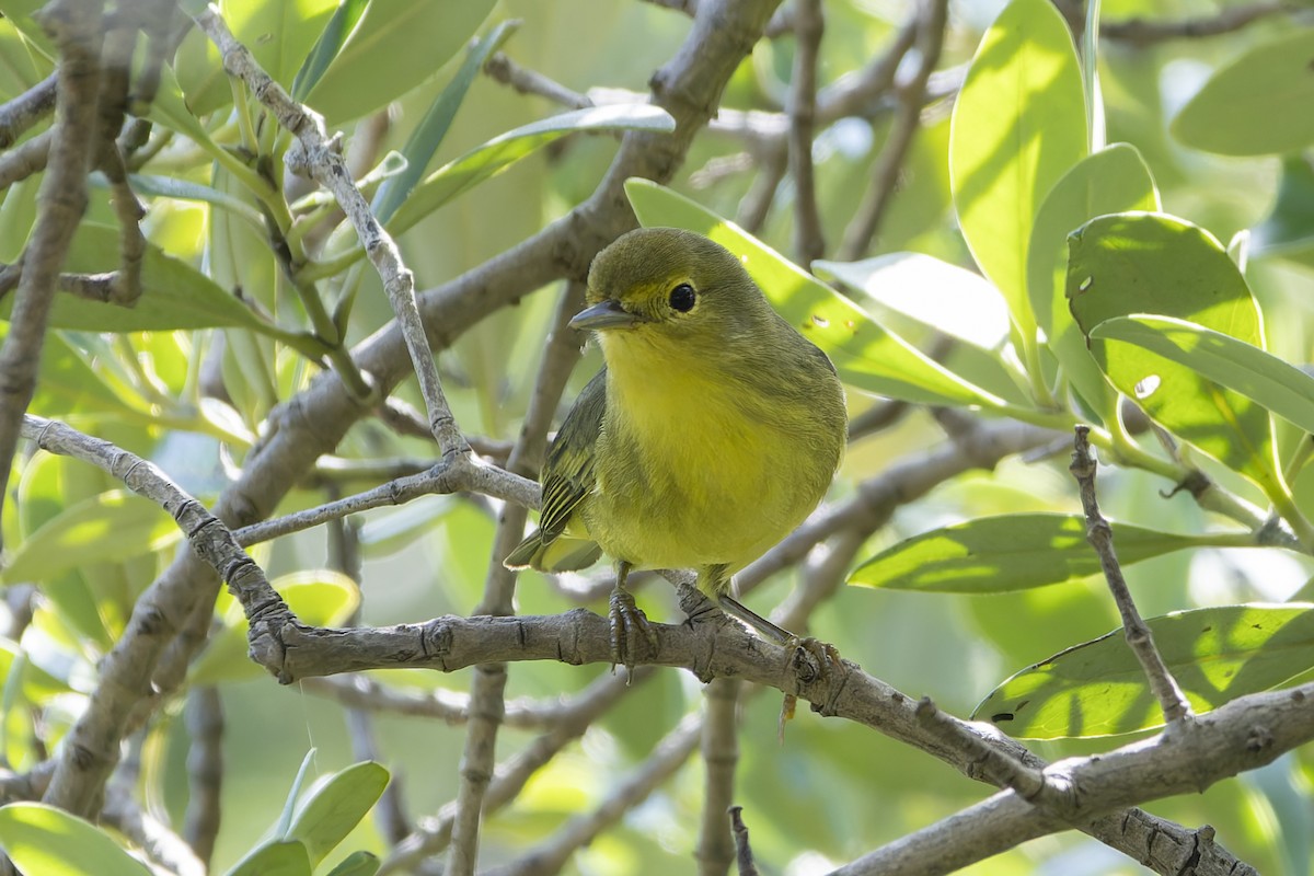Mangrove Yellow Warbler (Mexican) - ML645634918