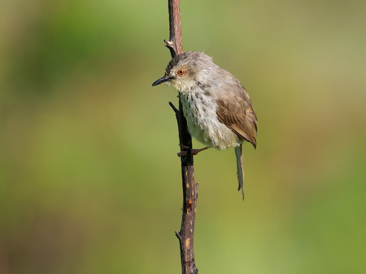 Drakensberg Prinia - ML645634919