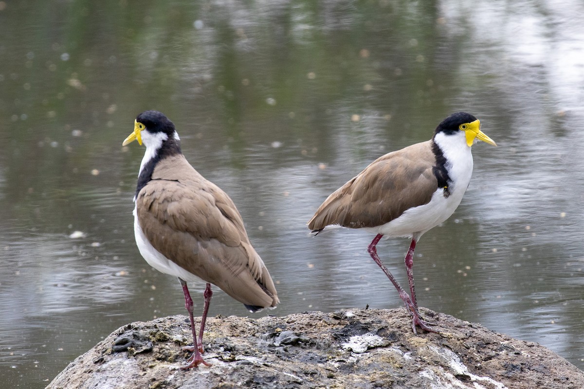 Hegabera maskaraduna - ML645634922