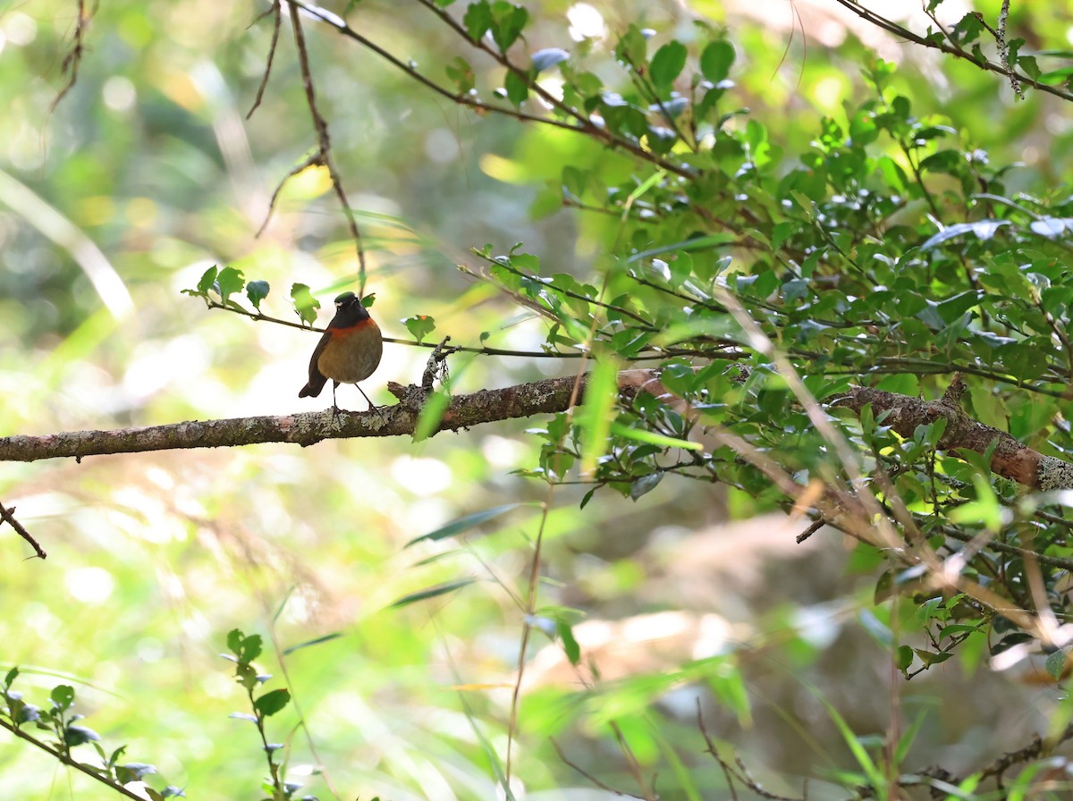 Robin de Johnstone - ML645634925