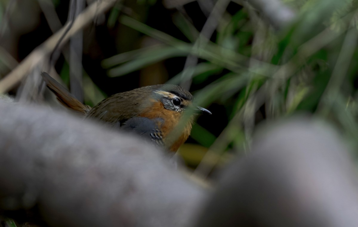 Chucao Tapaculo - ML645634934