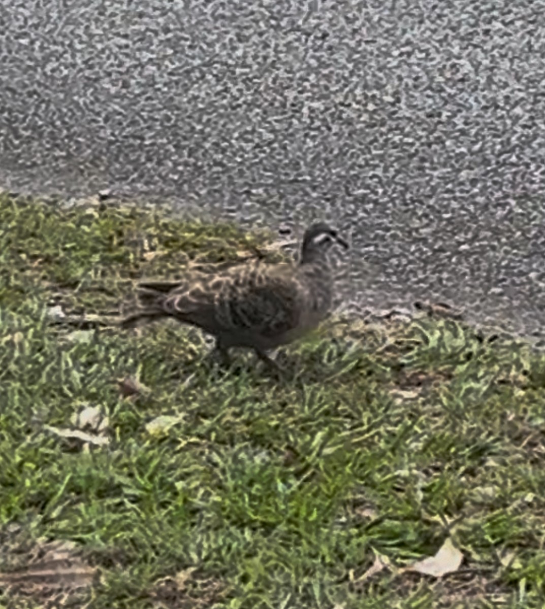 Common Bronzewing - ML645634945