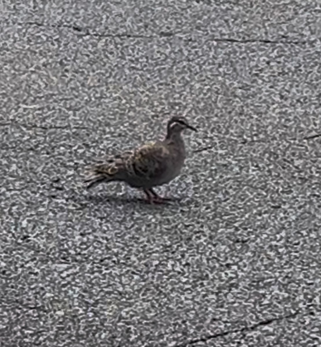 Common Bronzewing - ML645634946