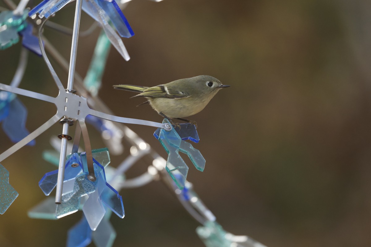 Ruby-crowned Kinglet - ML645634955