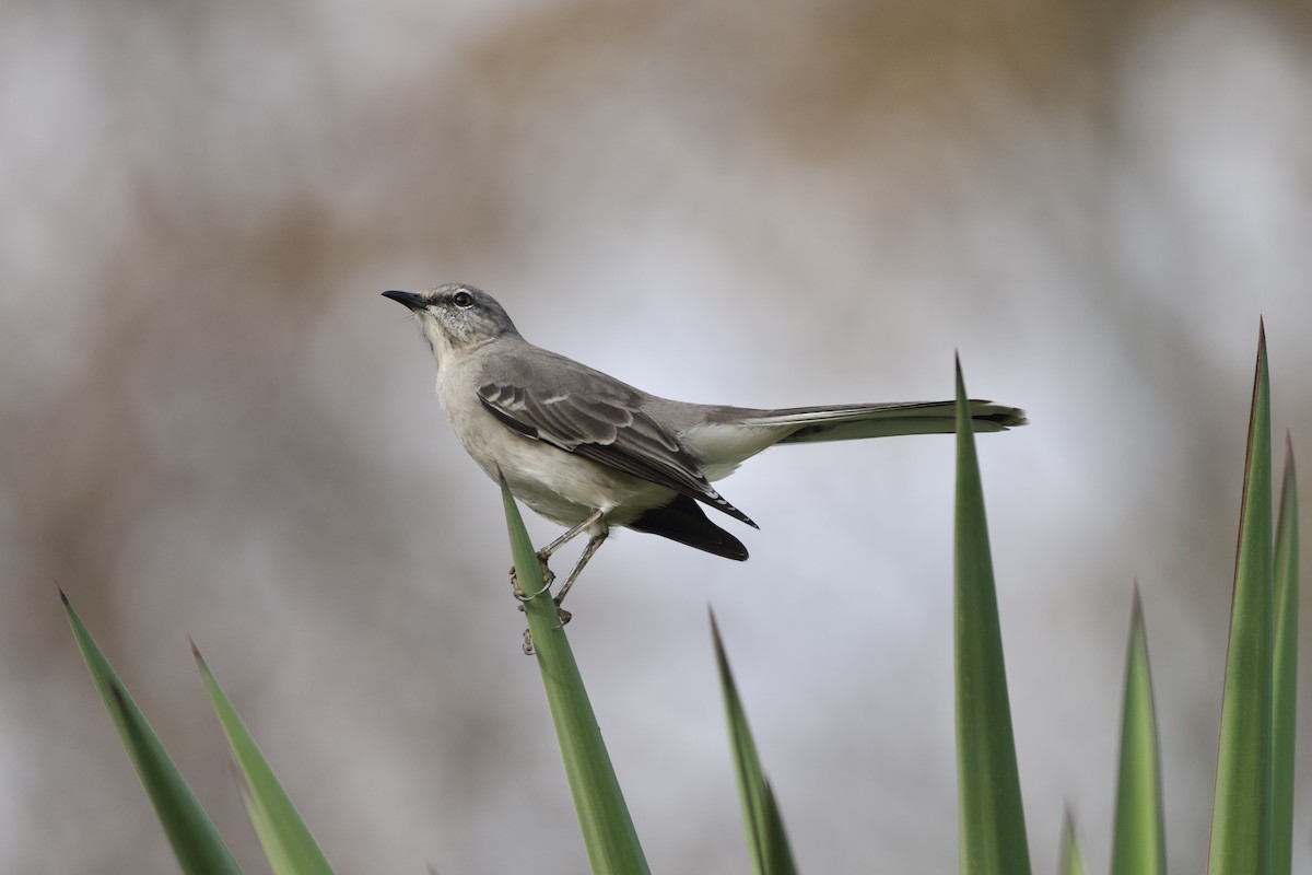 Northern Mockingbird - ML645634961