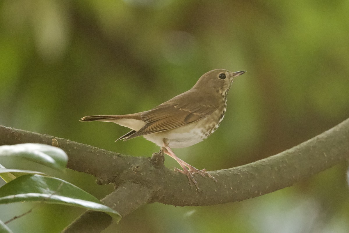Hermit Thrush - ML645634971